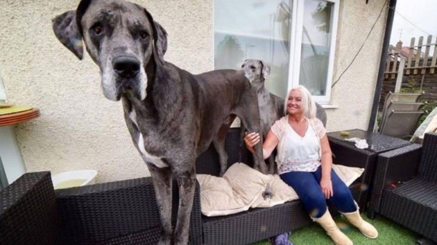 ¡Los perros más grandes del mundo (y de dónde viven) según Guinness!