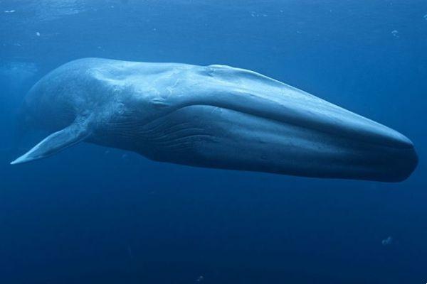 Las 12 ballenas más grandes del mundo: tamaños, fotos y curiosidades