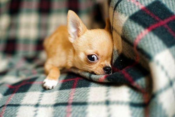 Los perros más pequeños del mundo: 17 razas de perros muy pequeños