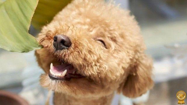 Las 21 mejores razas de perros peludos para criar