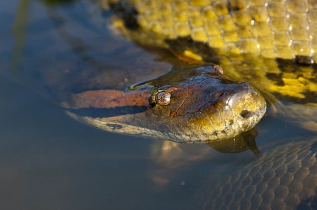 8 datos curiosos sobre la fascinante anaconda, la serpiente más grande del mundo