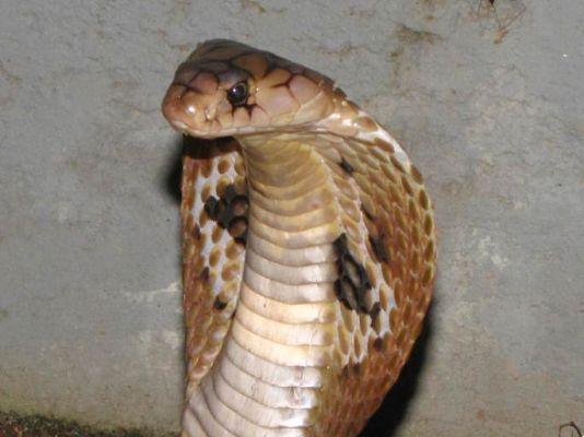 Ojo: ¡estas son las 12 serpientes más venenosas del mundo!
